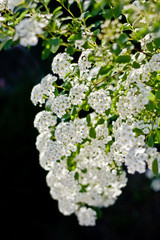A branch of white spiraea flowers