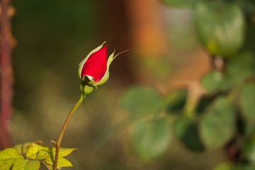 the beautiful red flowers rose in the garden in the nature