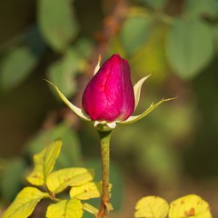 the beautiful red flowers rose in the garden in the nature