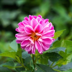 the beautiful pink flowers in the garden in the nature