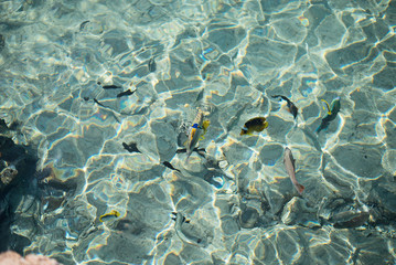 Fototapeta na wymiar Tropical colorful fish in crystal clear water in Red sea.