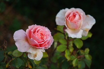 the beautiful pink flowers in the garden in the nature