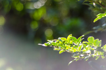 Obraz premium nature green leaves bokeh soft light background.