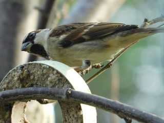 uccellino in inverno