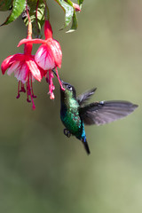 Blue hummingbird Violet Sabrewing flying next to beautiful red flower. Tinny bird fly in jungle. Wildlife in tropic Costa Rica. Two bird sucking nectar from bloom in the forest. Bird behaviour