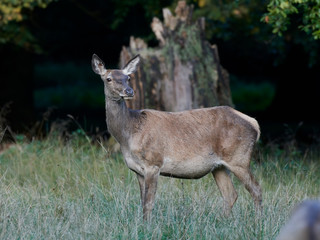 Red deer (Cervus elaphus)