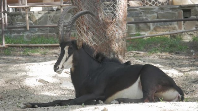 The gemsbok or gemsbuck Oryx gazella is a large antelope in the Oryx genus. It is native to the arid regions of Southern Africa, such as the Kalahari Desert.