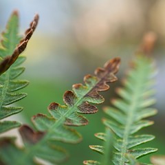 the beautiful green fern plant leaves in the nature