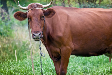 Brown cow grazing in a meadow