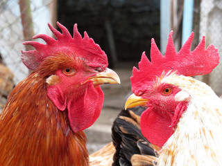 White and red roosters on the farm close-up. Two colorful cocks in the chicken coop