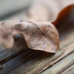 the beautiful brown tree leaves in the nature