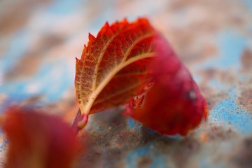 the beautiful red tree leaves in the nature