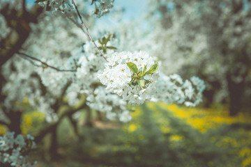 Spring