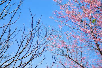 Wild Himalayan Cherry or  Thai sakura with background green grass at Phu Lom Lo ,Thailand