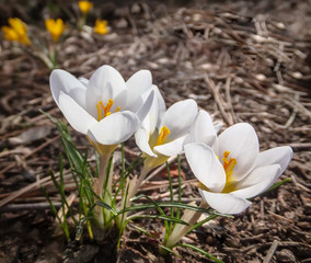 Three white crocuses Ard Schenk on a blurred brown background of natural forest. On the left above are blurry yellow crocuses. Selective focus. Spring theme for design.