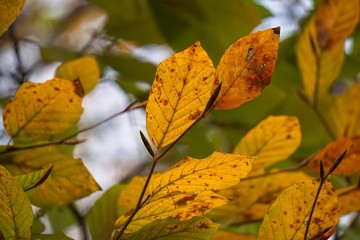 the tree branches with green leaves