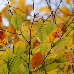 the tree branches with green leaves
