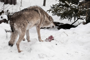 Angry and predatory wolf growls and bares its teeth over a piece of meat among the winter snow chasing away enemies.