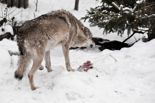 Angry and predatory wolf growls and bares its teeth over a piece of meat among the winter snow chasing away enemies.