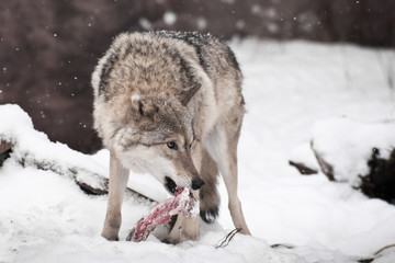 Predatory wolf with a piece of meat in the mouth looking around fearfully, afraid to lose prey. snowing.