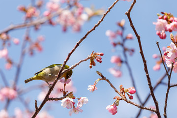 河津桜とメジロ