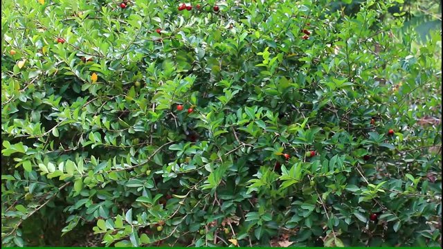 fresh organic acerola tree, outdoor acerola plantation