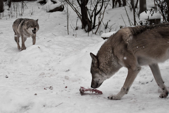 Predatory evil wolf runs bared his teeth to the wolf (male, her husband), intending to take away his bone. Winter snowfall