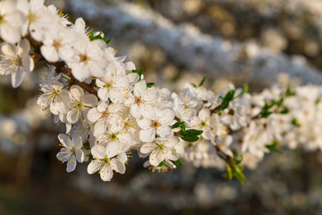 Close-up snow-white flowers on a cherry tree