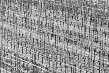 Vineyard with grapevines rows in frost with shiny wire ropes frame-filling as background monochrome