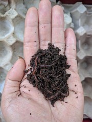 Asian female hand holding up African night crawler (Eudrilus eugeniae) composting worms with empty...