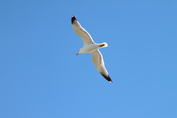 Volo