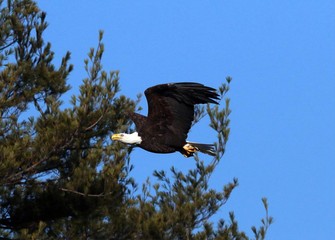 Bald Eagle Carrying Remnant of Large Mouthed Bass