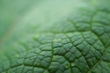 the beautiful green plant leaves in the garden