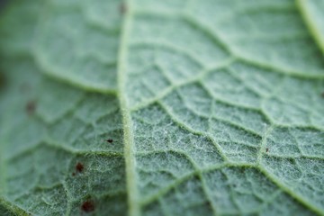 the beautiful green plant leaves in the garden