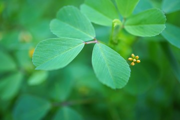 the beautiful green plant leaves in the garden