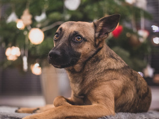 A small brown dog under a Christmas tree. Dog and Christmas.
