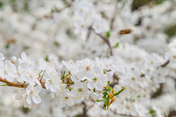 Close-up snow-white flowers on a cherry tree