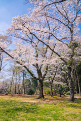 満開の桜