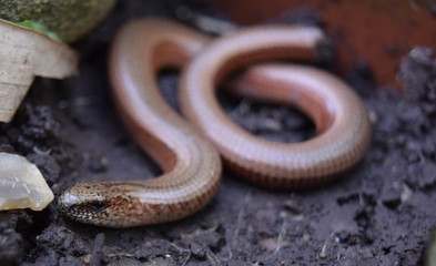 Slow worm