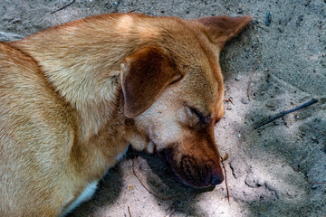 portrait of a sleeping dog