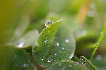 the raindrops on the green plant leaves in the garden