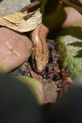 Slow worm