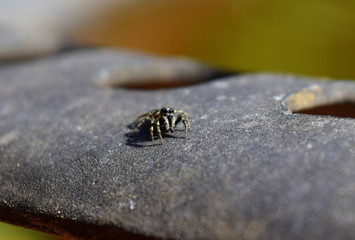 Zebra spider