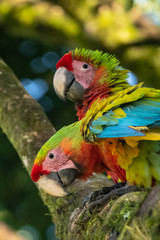 Portrait of sitting yellow breast Ara. (Ara ararauna).