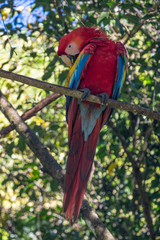 Portrait of sitting yellow breast Ara. (Ara ararauna).