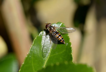 Hoover fly