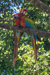 Portrait of sitting yellow breast Ara. (Ara ararauna).