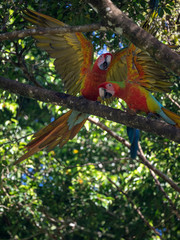 Portrait of sitting yellow breast Ara. (Ara ararauna).
