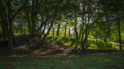 shoot light through a tree.  see the light of darkness.