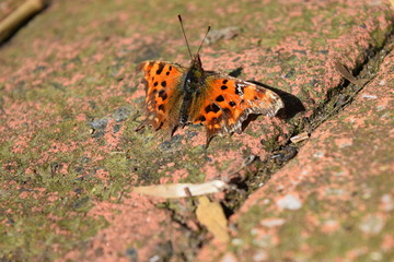 Comma butterfly
